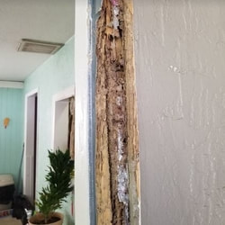 Termite Damage Timber Pines