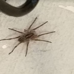 Wolf Spider Timber Pines