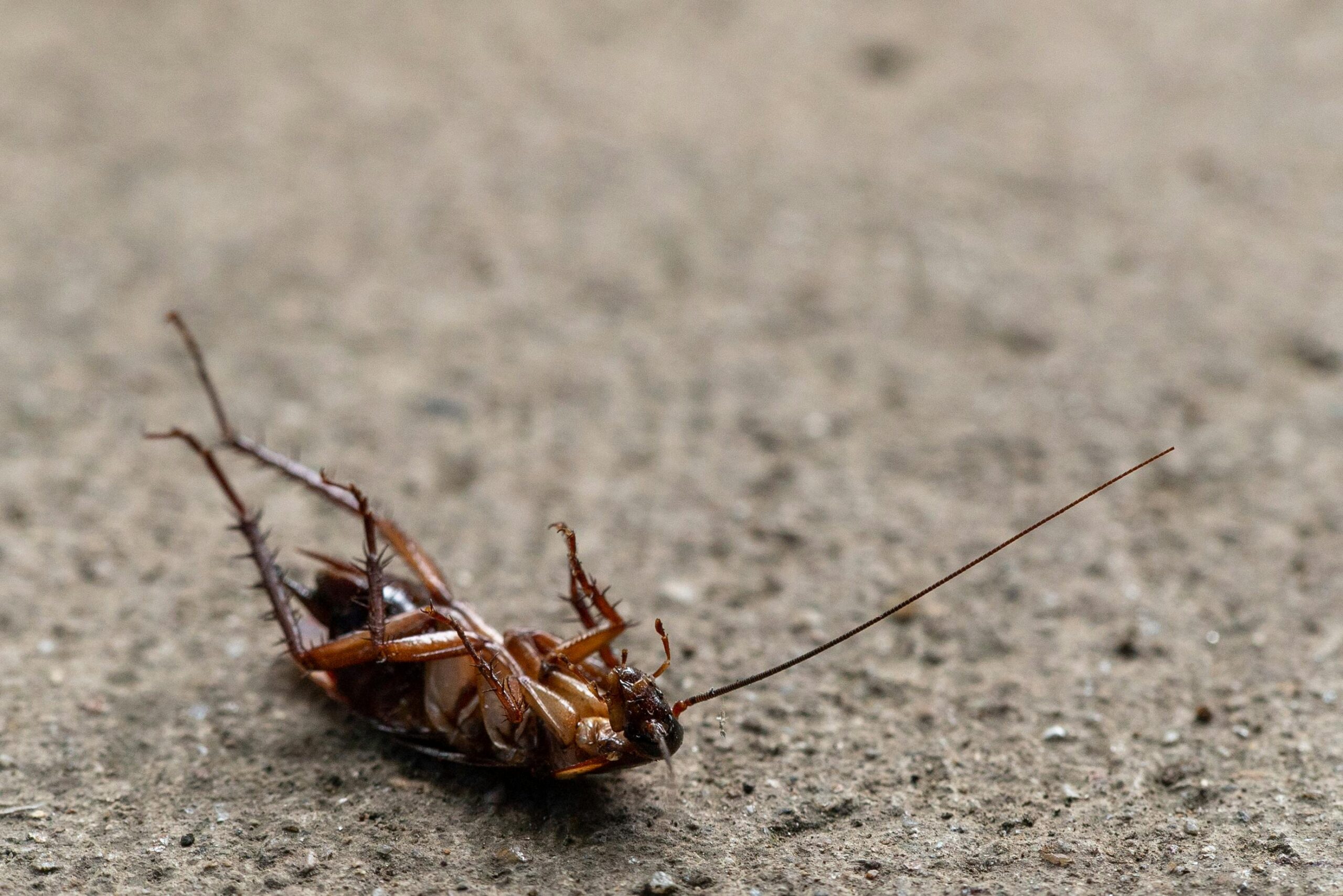 roach control Spring Hill