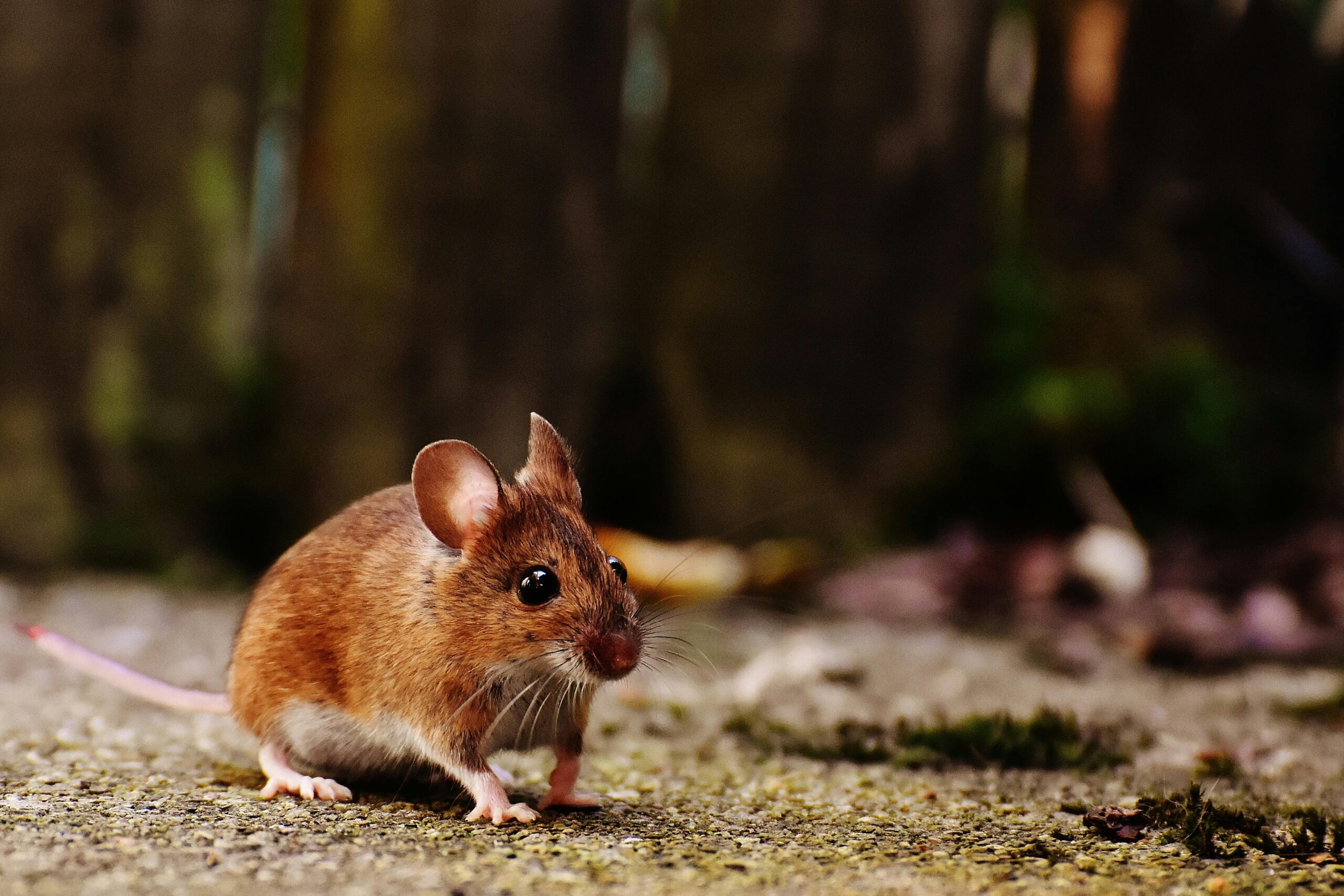 rodent control Spring Hill