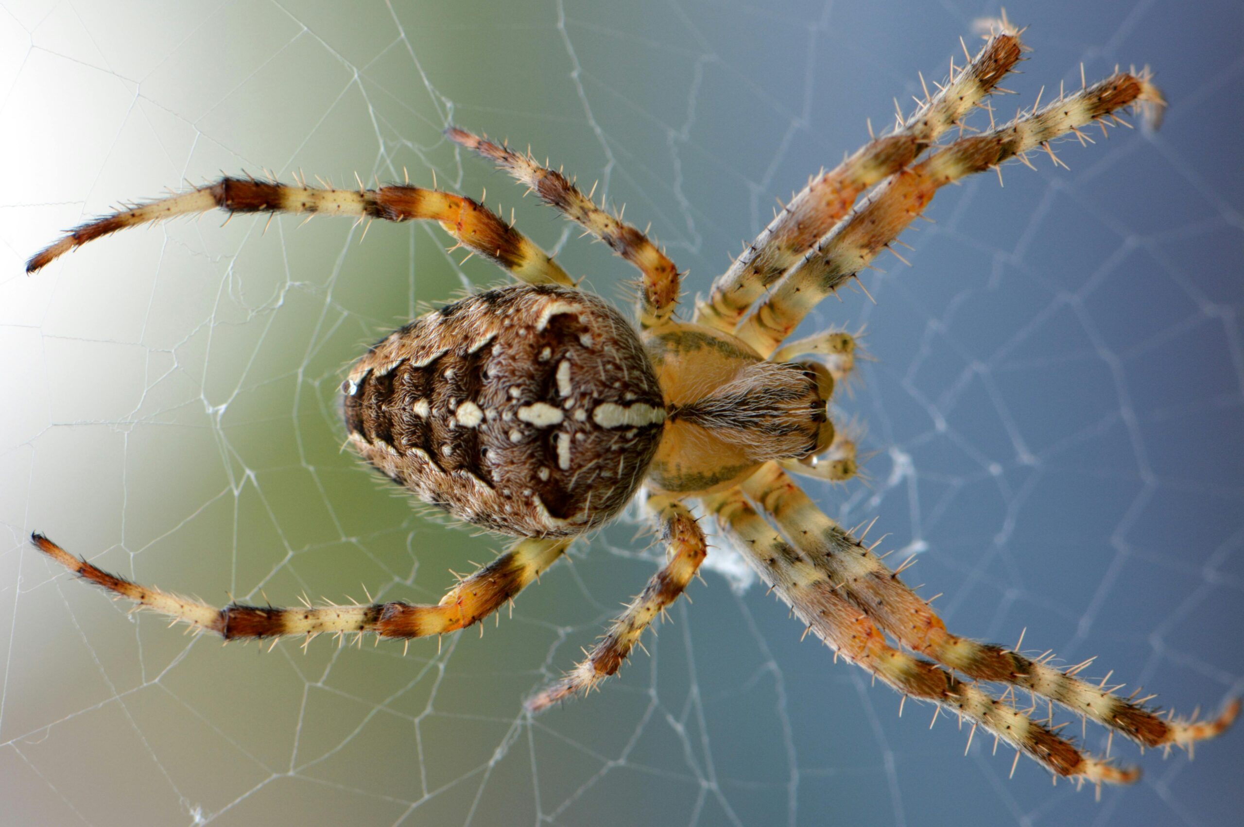spiders Spring Hill