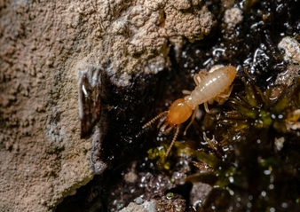 termite control Spring Hill